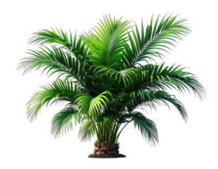 Digitally rendered, lush, vibrant green palm tree. Leaves spread outwards, isolated on black background