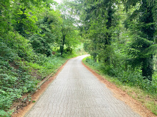 Fototapeta premium carretera curva estrecha rural de montaña entre el bosque país vasco legazpi IMG_1850-as25