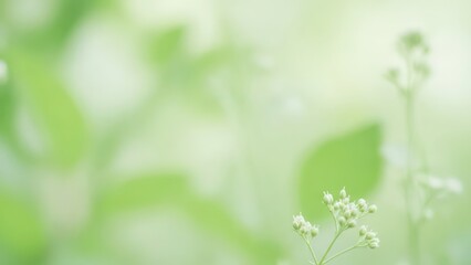 Close-up of tiny white flowers and fresh green leaves bathed in soft, sunlit nature.