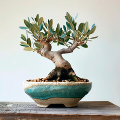 Olive bonsai tree with Mediterranean pot rustic style.