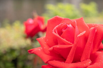 水滴をまとった鮮やかな赤いバラのクローズアップ
