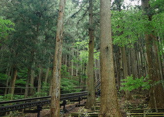 深緑の森と渓谷にかかるモノレール軌道