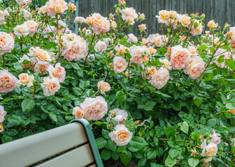 ベンチのあるバラ園の華やかなオレンジ色のバラ