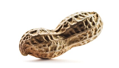 Obraz premium A single peanut shell with visible texture and detail.