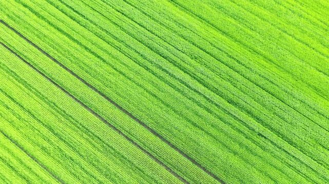 Drone shot of lush green agricultural fields with parallel lines in Normandy, France. Vibrant rural landscape ideal for farming and countryside concepts.