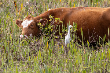 Brown and white Hereford cow grazing in tall grass with a cattle egret