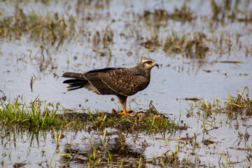 Snail Kite Standing in Wetland Marsh with Snail Shells