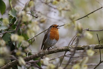 A robin singing on a branch in early spring