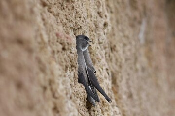 Family of sand martins in their nest on the side of a wall 