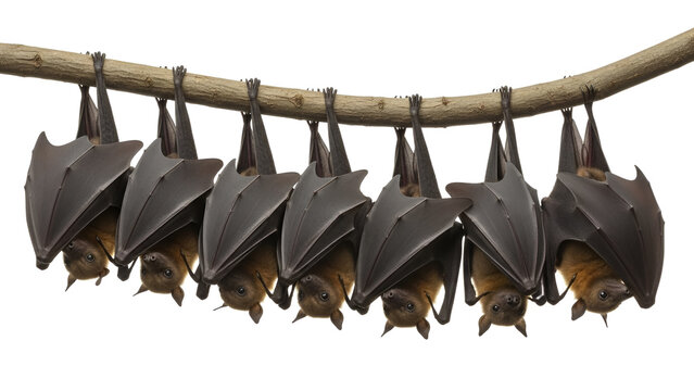 A group of bats hanging upside down on a tree branch against a white background, showing natural wildlife behavior in detail.