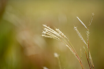 andropogon grassland plant flower