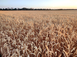 Growing wheat in field and blue sky in summer evening or morning during sunset or sunrise. Ripe ears of wheat in a calm windless sunset dawn. Ripening spike of wheat in field. Spike of wheat close-up