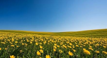 Fototapeta premium Vibrant Yellow Flowers Blooming Across a Sunny Green Meadow Under a Clear Blue Sky, a Picturesque Spring Landscape