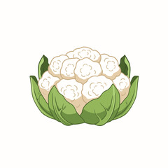 Flat vector illustration of a cauliflower head with green leaves, isolated on a pure white background, symbolizing fresh vegetables, cooking ingredients, and healthy lifestyle choices.