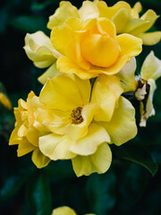 Fototapeta premium yellow rose flower