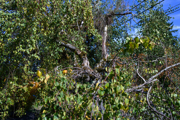 Rotten and broken branch on an old birch tree on a sunny fall day
