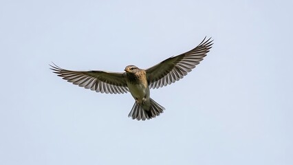 Obraz premium A small bird with light brown and white feathers captured mid-flight against a pale blue sky with its wings spread wide