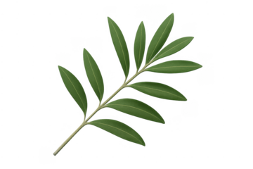 Olive branch with green leaves symbolizing peace and nature