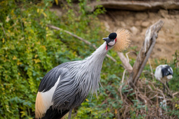Fototapeta premium Grey Crowned Crane in Natural Habitat