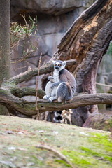 Ring-Tailed Lemur Resting on Tree Branch