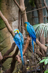 Blue and Yellow Macaws Perched on Tree