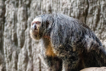 Wild Primate Portrait in Natural Habitat