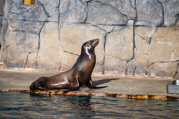 Sea Lion Resting by Pool Edge © edu_mngs