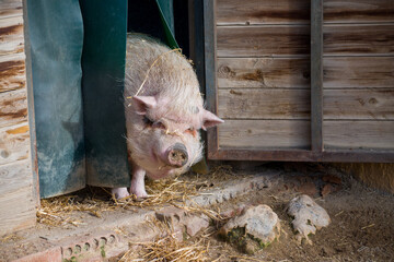 Farm Pig Emerging From Wooden Shelter