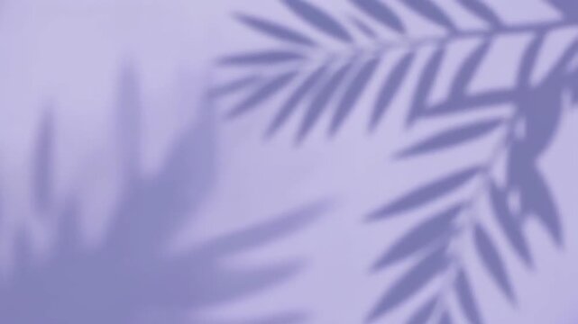 Abstract background with tropical palm leaves shadow on purple wall. 4k Beauty Background Video