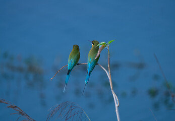 bee eater perched on a branch
