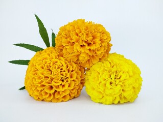 Stunning Trio of Colorful Marigold Flowers with Foliage