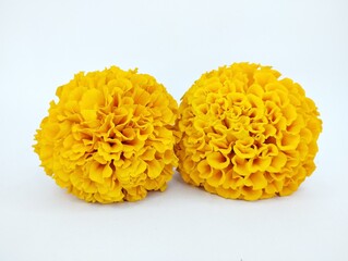Pair of Vibrant Yellow Marigold Flower Heads Side by Side