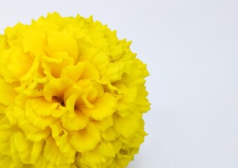 Detailed View of Half a Bright Yellow Marigold Flower