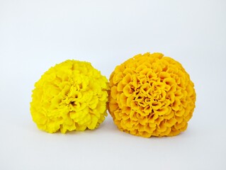 Cheerful Duo of Yellow and Orange Marigold Heads