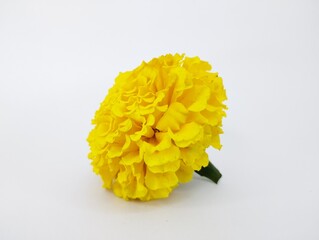 Elegant Side View of a Golden Yellow Marigold