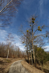 Baden-Württemberg - Forstliches Arboretum Liliental © Uwalthie Pic Project