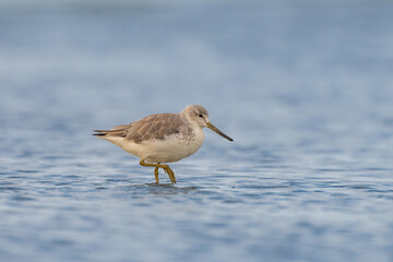 Obraz premium Endangered Nordmann’s Greenshank Tringa guttifer wader portrait in coastal habitat