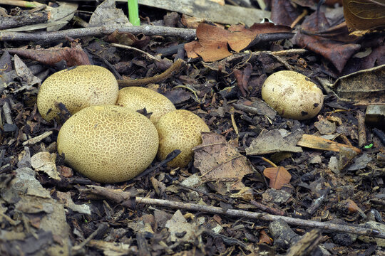 Scleroderma citrinum close up