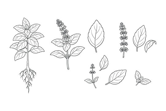 Hand drawn sketch of basil plant stem leaf and flower vector illustration line art drawing.