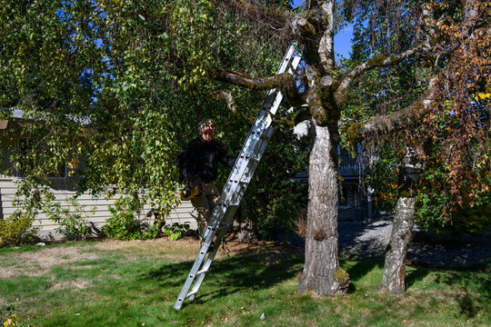 Senior caucasian man climbing a ladder with a chainsaw to cut damaged branches on an old birch tree in front yard, homeowner landscaping maintenance on a sunny fall day

