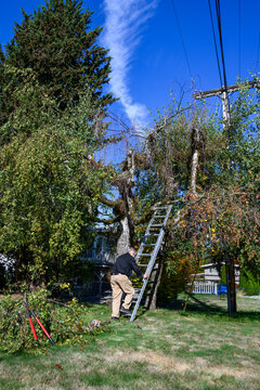 Senior caucasian man climbing a ladder to cut damaged branches on an old birch tree in front yard, homeowner landscaping maintenance on a sunny fall day
