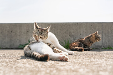 日向で毛繕いをする港の猫