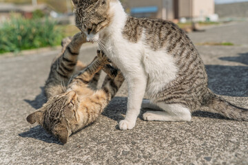 喧嘩して遊ぶ子猫