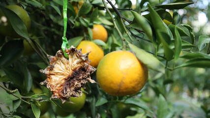 Pineapple hanging on an orange tree. Close up of pineapple fruit pieces hanging on orange tree to prevent insect damage. Orange fruit on green plant leaf background with selective focus.