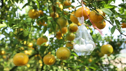 Mothballs hang on the orange tree. Close up of mothballs in a clear plastic bag hanging on a plant to prevent insect damage on a background of oranges and green plant leaves. Select focus