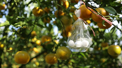 Mothballs hang on the orange tree. Close up of mothballs in a clear plastic bag hanging on a plant to prevent insect damage on a background of oranges and green plant leaves. Select focus