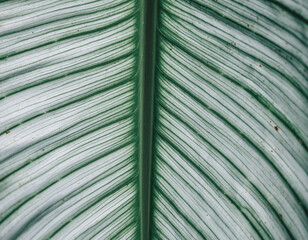 Close-up macro view of tropical plant leaf veins with delicate silver-green stripes, highlighting natural organic texture and intricate parallel patterns, illuminated by soft ambient light