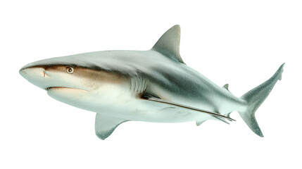 Fototapeta premium shark isolated on white background