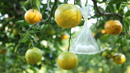 Mothballs hang on the orange tree. Close up of mothballs in a clear plastic bag hanging on a plant to prevent insect damage on a background of oranges and green plant leaves. Select focus