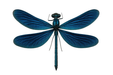 Blue dragonfly insect with transparent background